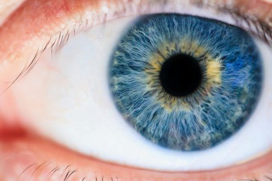 DMLA et LED : ce que l'INSERM et l'ANSES établissent sur le risque rétinien de la lumière bleue artificielle